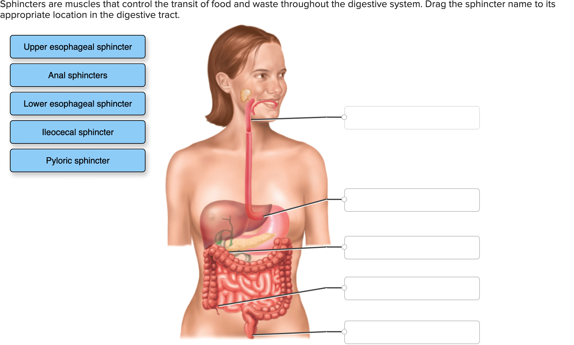 Sphincters are muscles that control the transit of food and waste