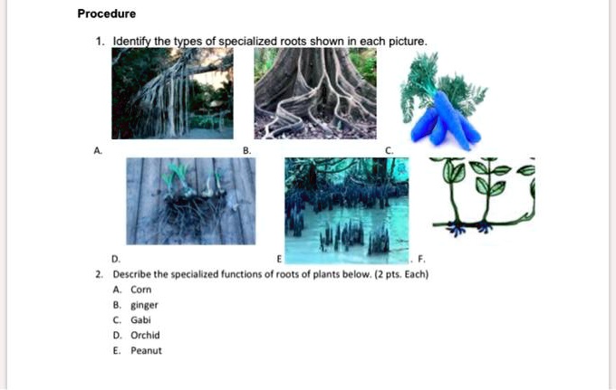 Solved: Procedure Identify The Types Of Specialized Roots Shown In Each Picture Describe The Specualzed (Unctions 0L Toots 0L Plants Below (2 Pts Eachi Comn Ginget Gabi Orchid Peanut