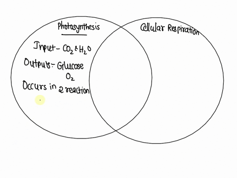 Cellular Respiration And Photosynthesis Venn Diagram Photo:CR Review