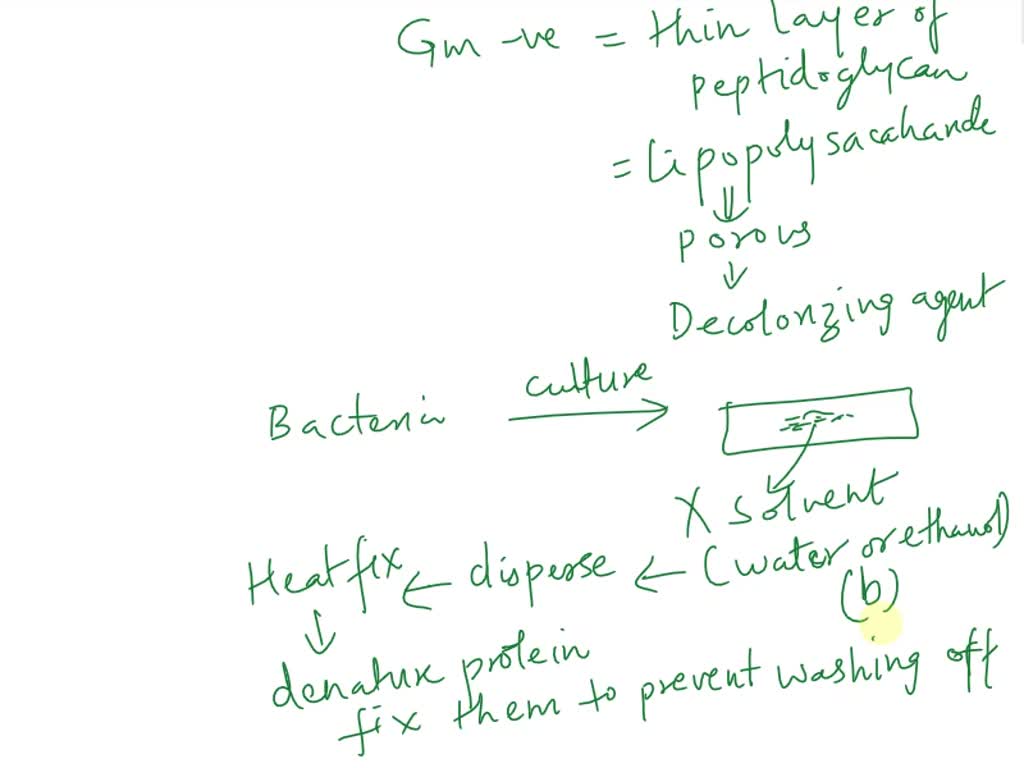 SOLVED very common technique in microbiology is the gram staining It