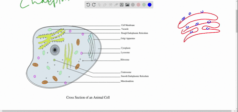Solved: Question 20 2 Pts A Cell With Predominance Of Smooth Endoplasmic Reticulum Most Likely Specialized To Carry Out Which Of The Following Processes? Storage 0F Large Quantities Of Water Import And