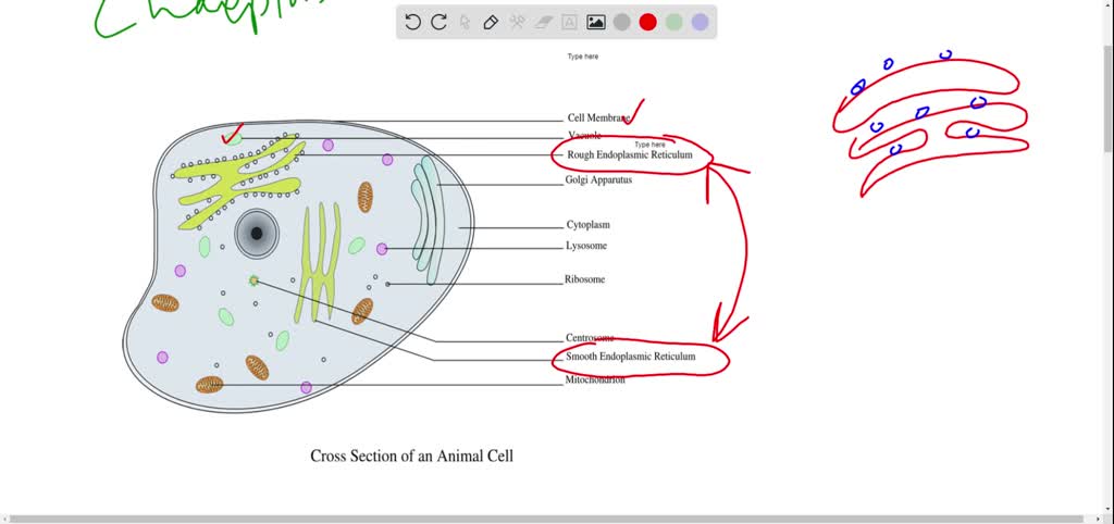 Solved: Question 20 2 Pts A Cell With Predominance Of Smooth Endoplasmic Reticulum Most Likely Specialized To Carry Out Which Of The Following Processes? Storage 0F Large Quantities Of Water Import And