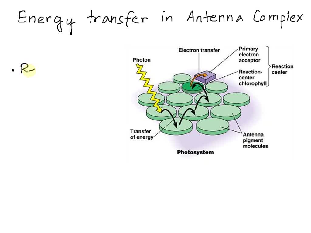 SOLVED Resonance energy transfer in the antenna complex of photosystem