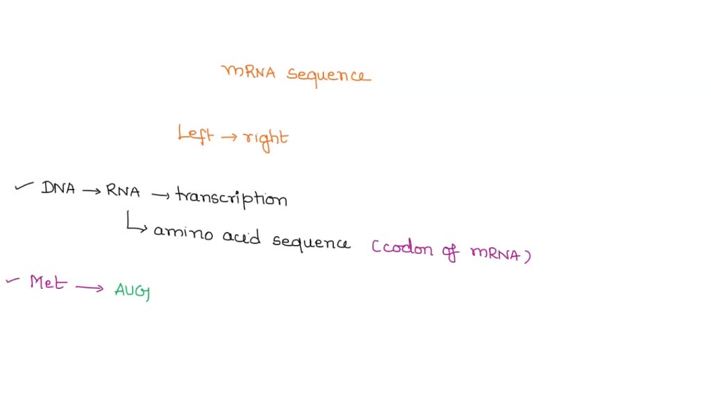 SOLVED QUESTION 3 For the following mRNA sequence write the amino acid