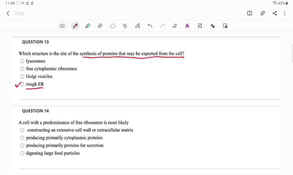 Solved: Question 13 Which Structure Is The Site Of The Synthesis Of Proteins That May Be Exported From The Cell? Lysosomes Free Cytoplasmic Ribosomes Golgi Vesicles Rough Er Question 14 A Cell