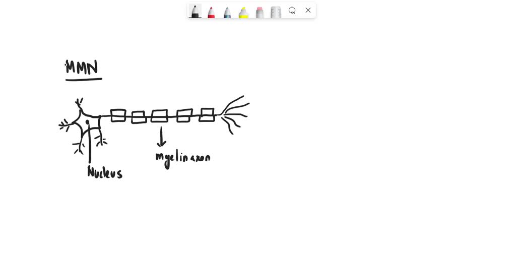 SOLVED: Draw a simple diagram of a myelinated motor neuron. Label the