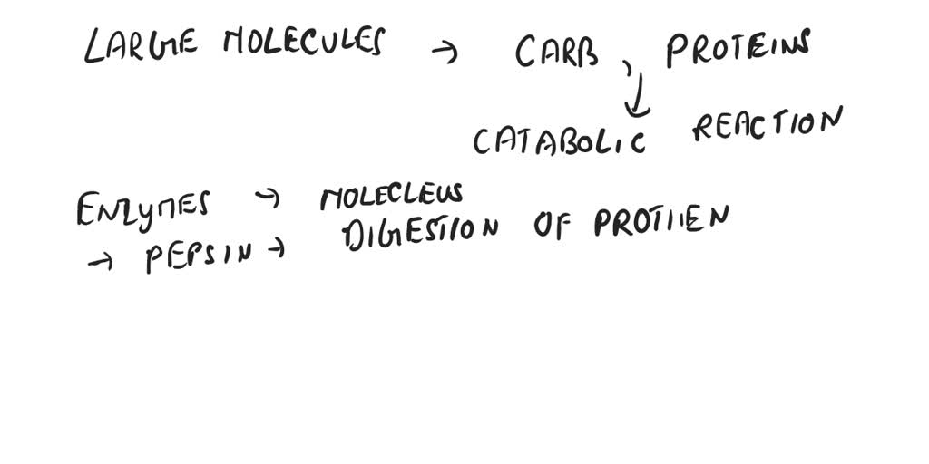 SOLVED When we ingest large molecules such as lipids, carbohydrates
