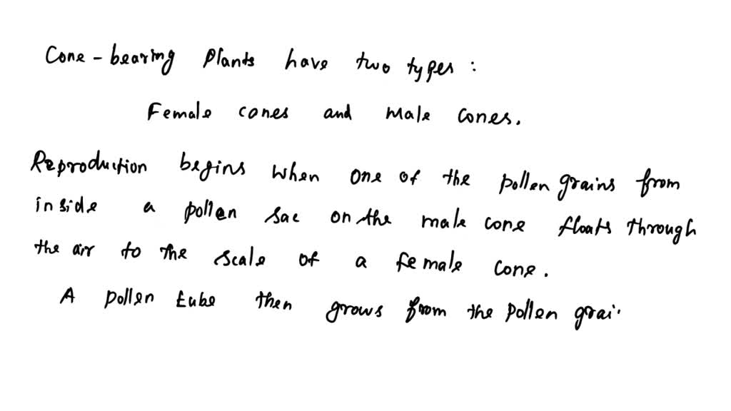 SOLVED How does the reproduction of the conebearing plants ensure