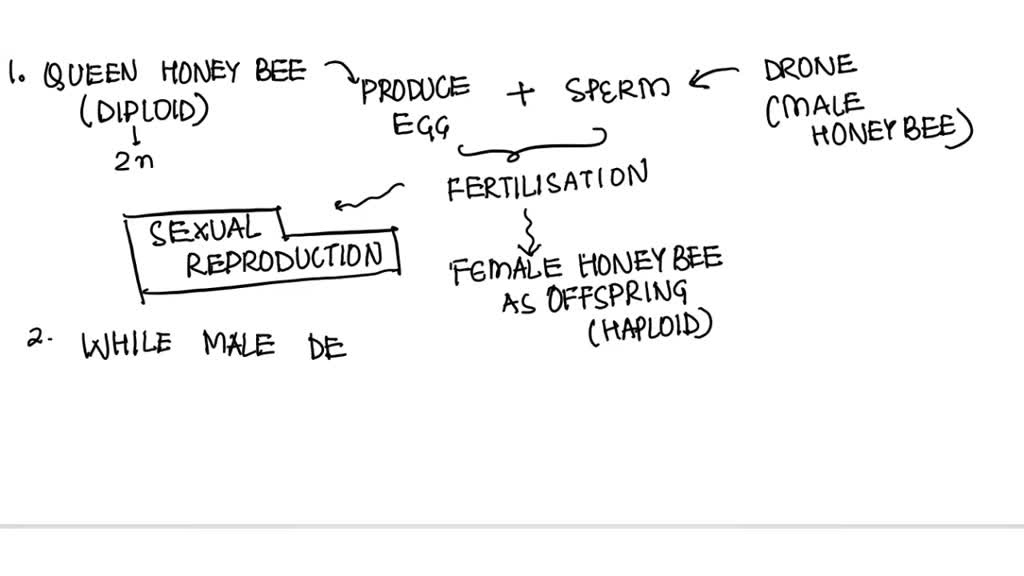SOLVED Decide whether each is an example of sexual or asexual reproduction, and state why. A