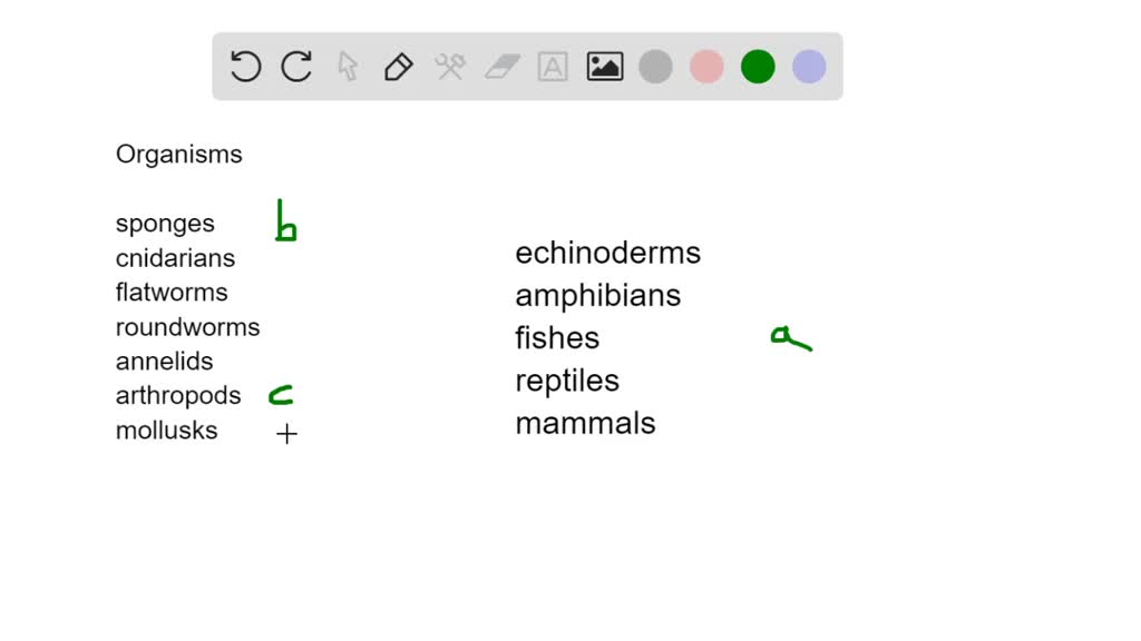 SOLVED:Match the organisms with the appropriate description. sponges