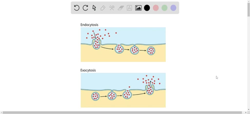 SOLVEDWhat is endocytosis and exocytosis, and ho…