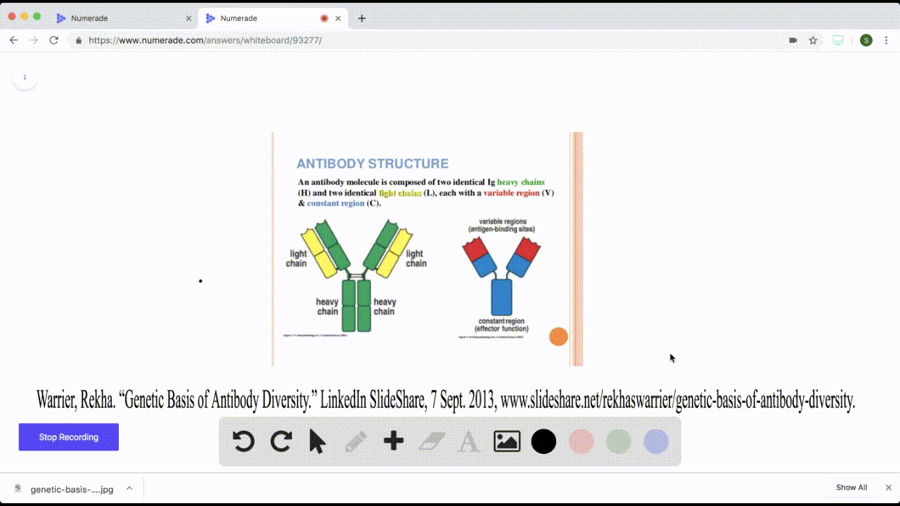 SOLVEDA typical antibody (a) is activated by APCs (b) has four