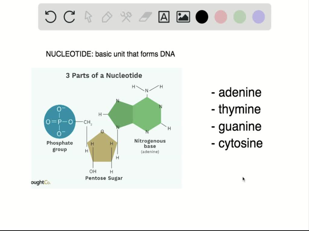 The 5carbon sugar is on the backbone of the DNA and … SolvedLib