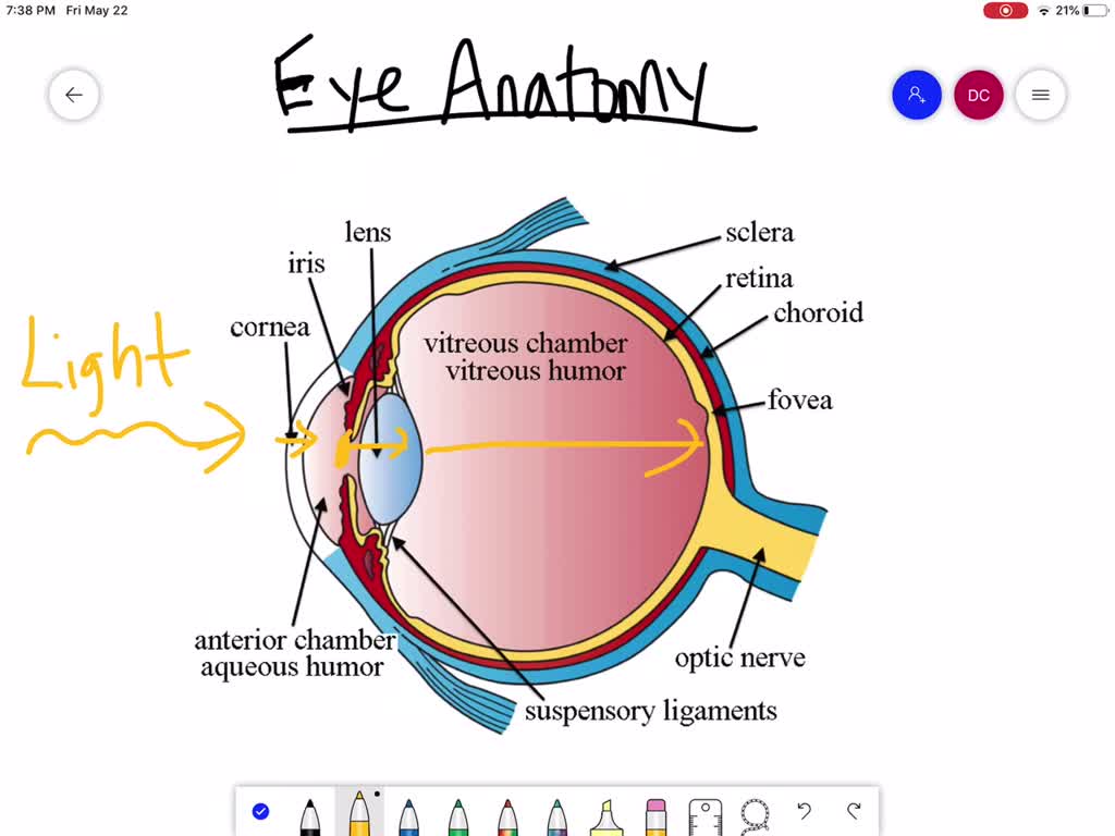 Concept Map The Pathway Of Light Through The Eye SOLVEDWhich of the following gives the correct path for light rays
