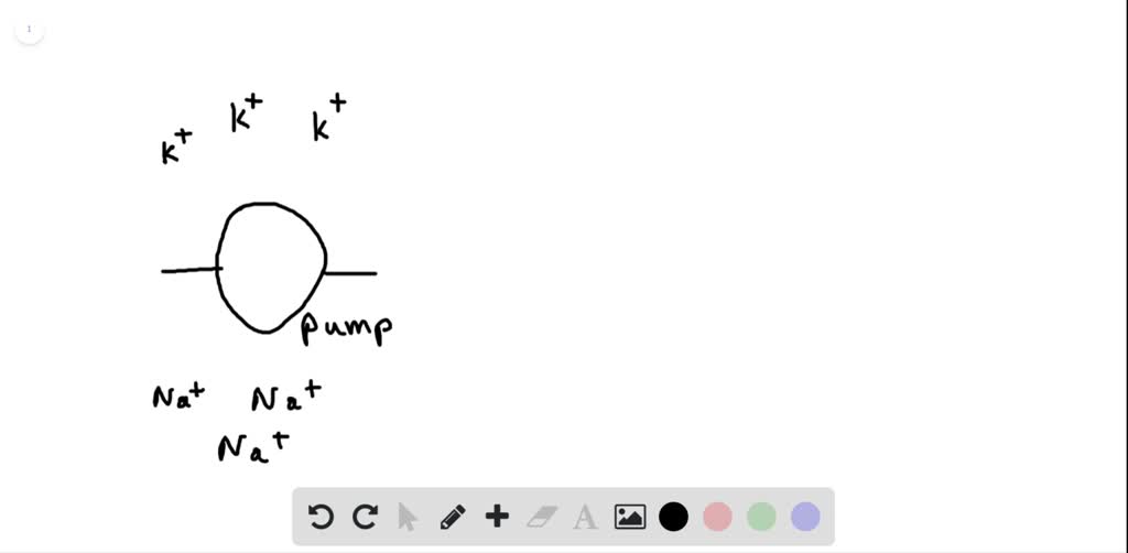 How does the sodiumpotassium pump contribute to the net negative