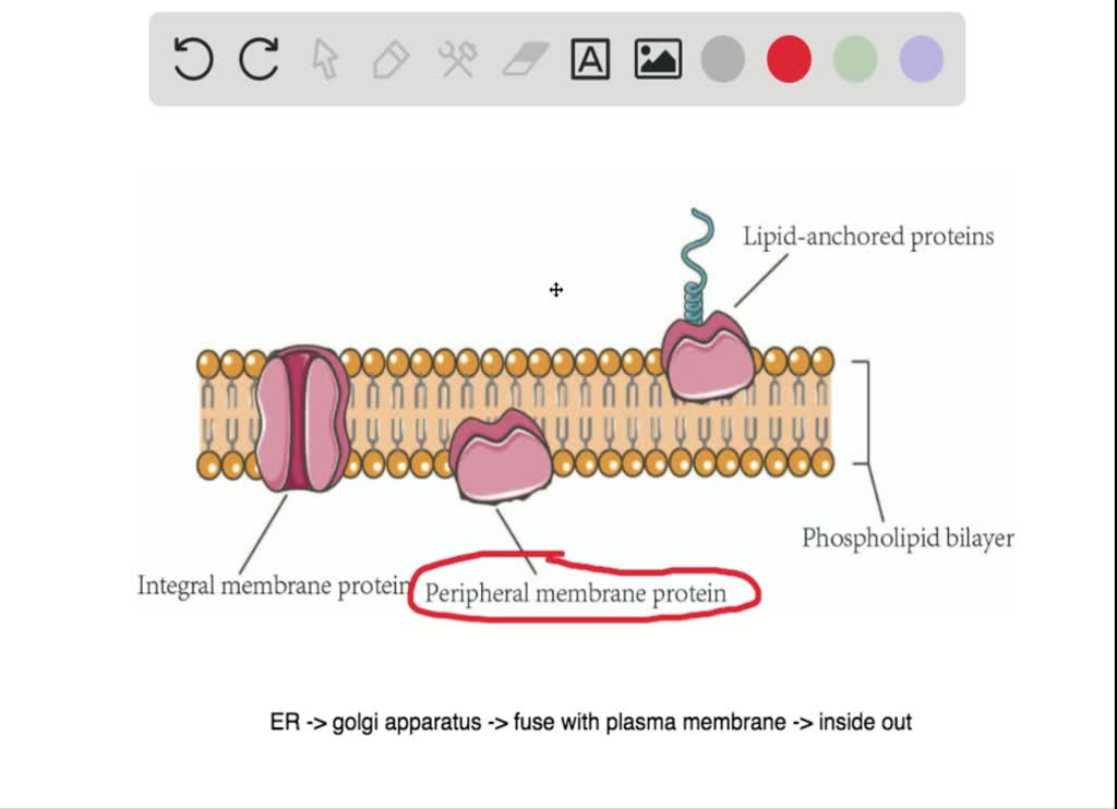 SOLVEDIf a peripheral membrane protein were synt…