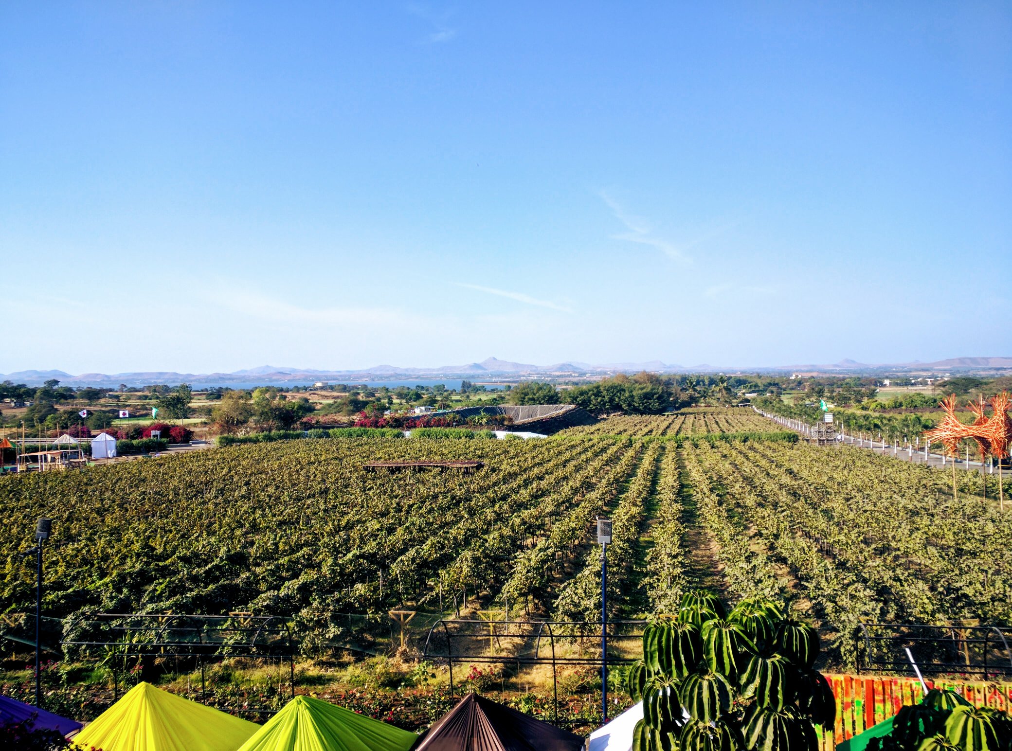 Top 10 Grape producing countries in the world production and area