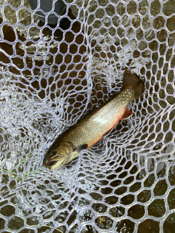 Hit up a PA trout stream Fly Fishing NY Woods & Water