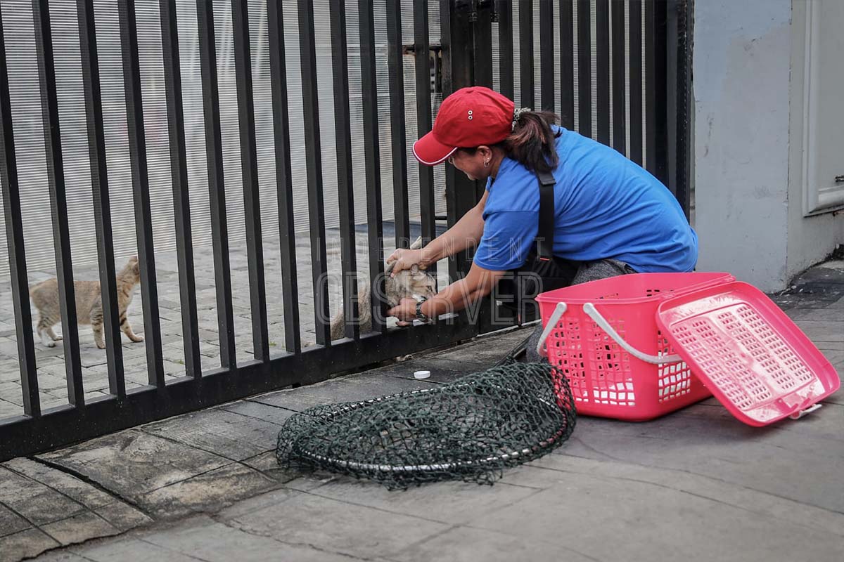 Movement to catch stray cats for sterilization and vaccination