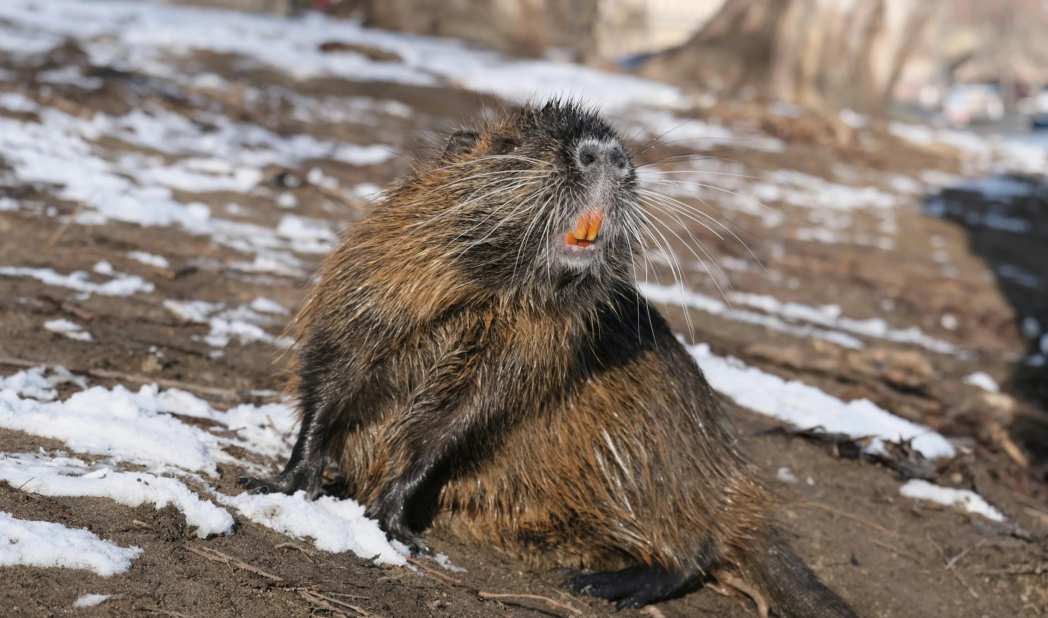 15 Bizarre Beaver Facts You Won’t Believe Are Actually True (Just in