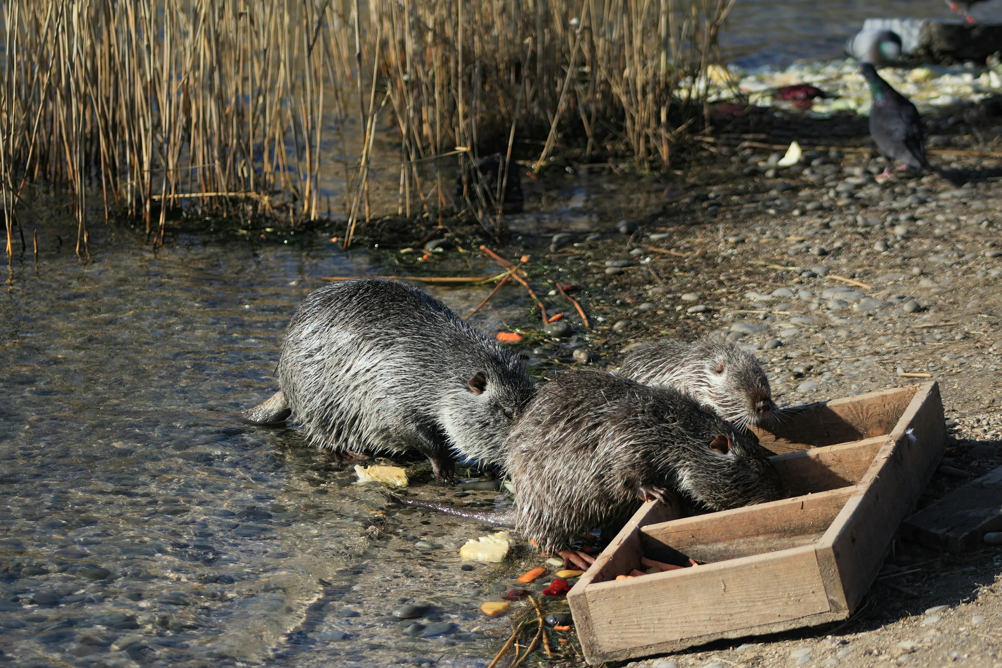 15 Bizarre Beaver Facts You Won’t Believe Are Actually True (Just in
