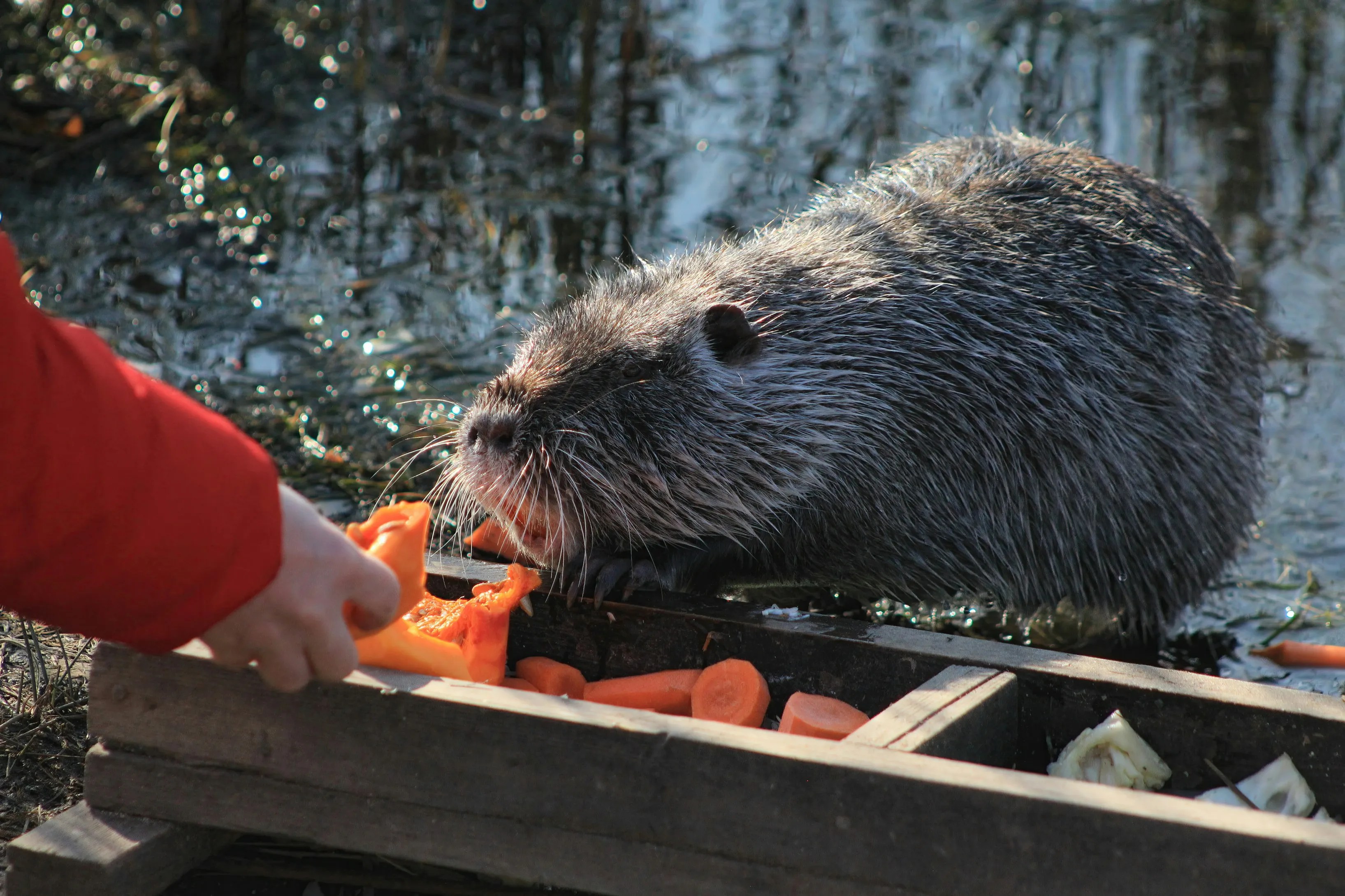 15 Bizarre Beaver Facts You Won’t Believe Are Actually True (Just in