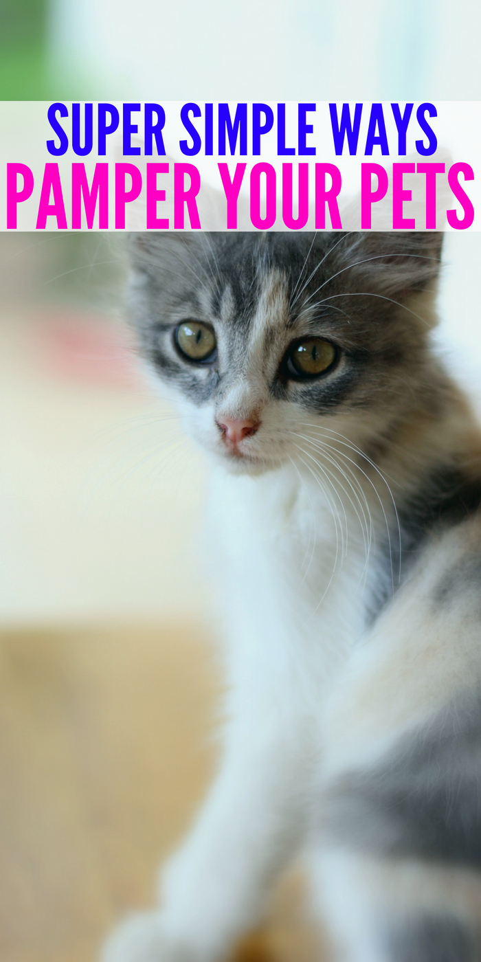 10 Simple Ways to Pamper Your Pet To Make Them Feel Special