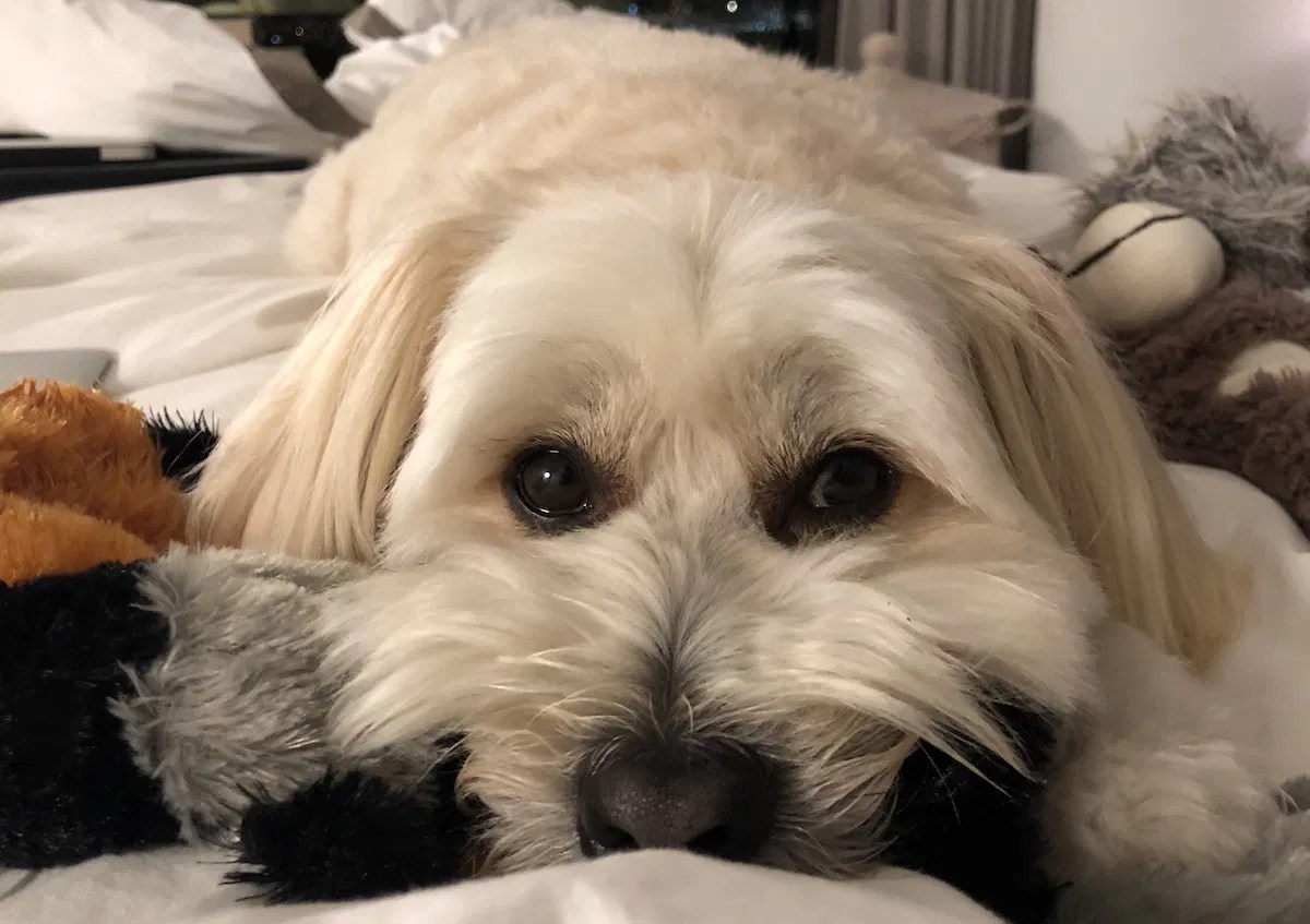 Can You Leave A Dog Unattended In A Hotel Room