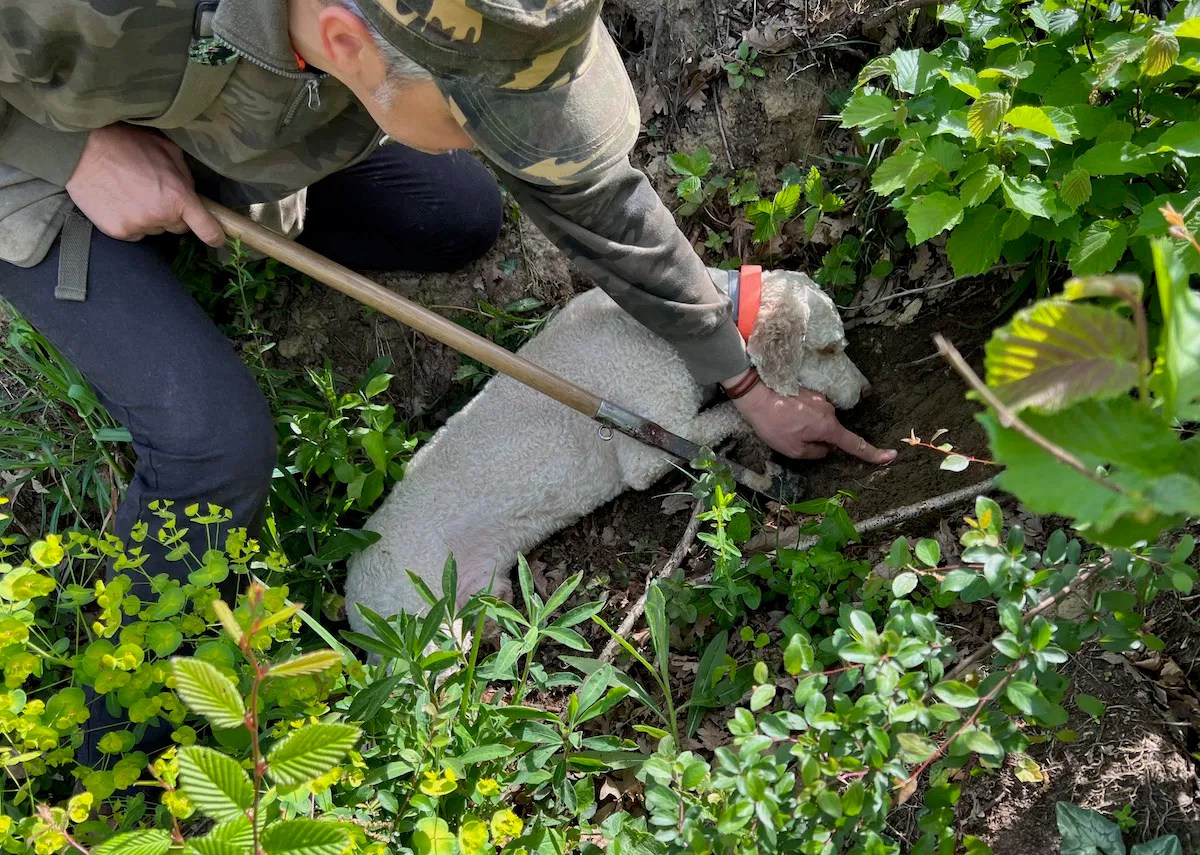 Truffle Hunting In Tuscany With Savini Tartufi One Mile at a Time