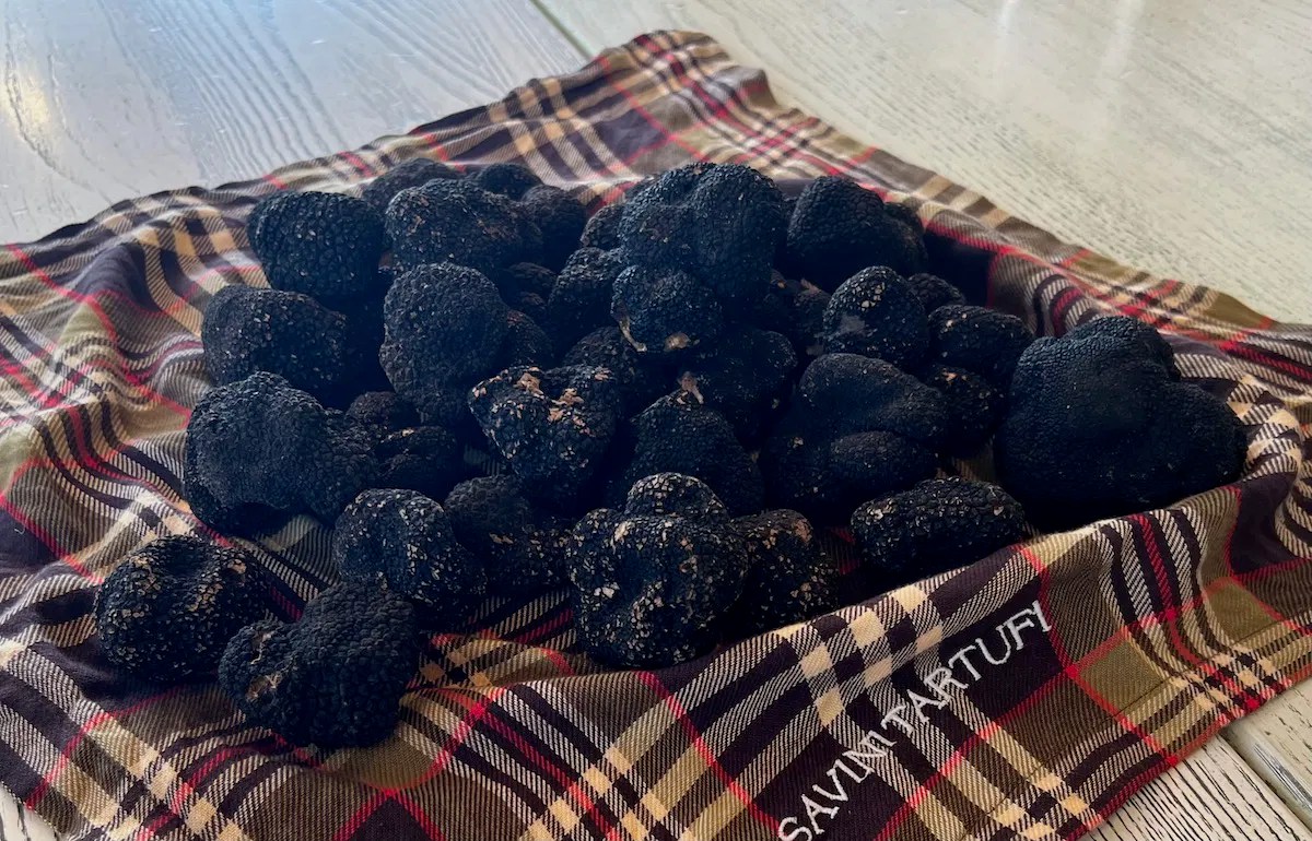 Truffle Hunting In Tuscany With Savini Tartufi One Mile at a Time