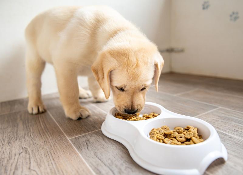 Dog Food Manufacturing Plant Setup Report 2024 Business Plan,