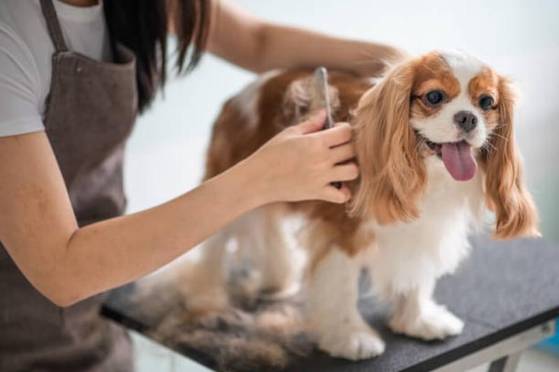 Dog Grooming Market to Witness Stunning Growth with PetSmart,