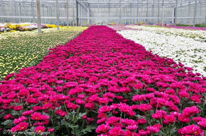 Consumer Floriculture Market Business Overview, Industry