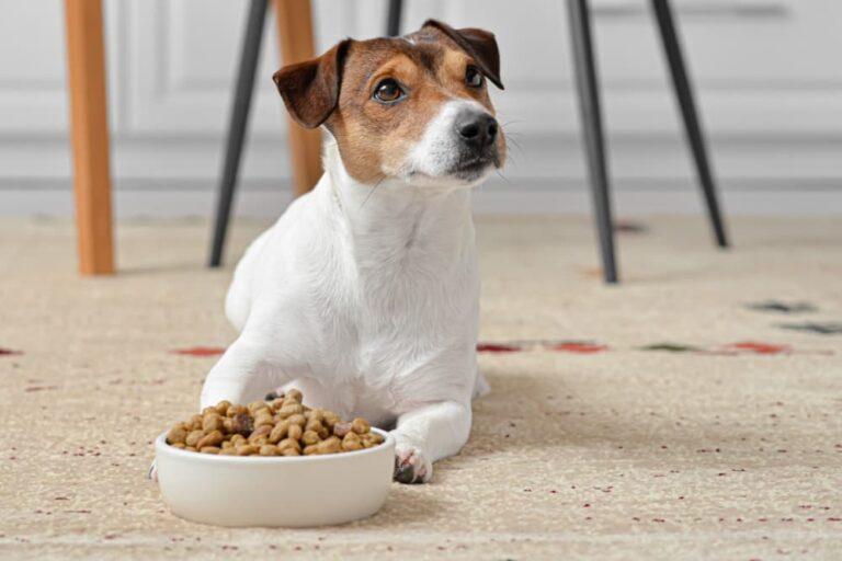 Vegetarian Dog Foods Market Shows Booming Growth with