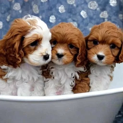 cute cavapoo puppies with a bath OpenArt