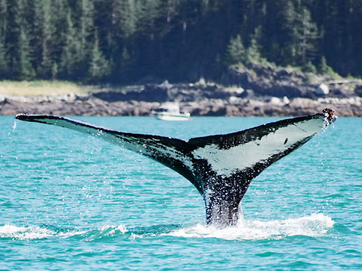 Juneau’s most unique whale watching experience Juneau Lighthouse