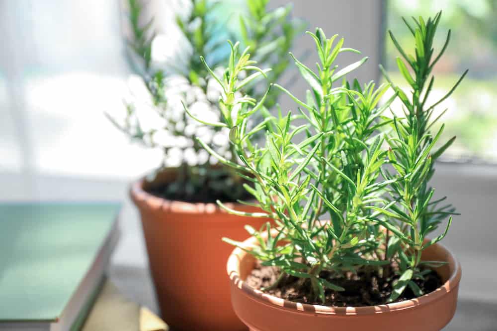 How to Plant and Grow Rosemary Everything You Need to Know Organize With Sandy