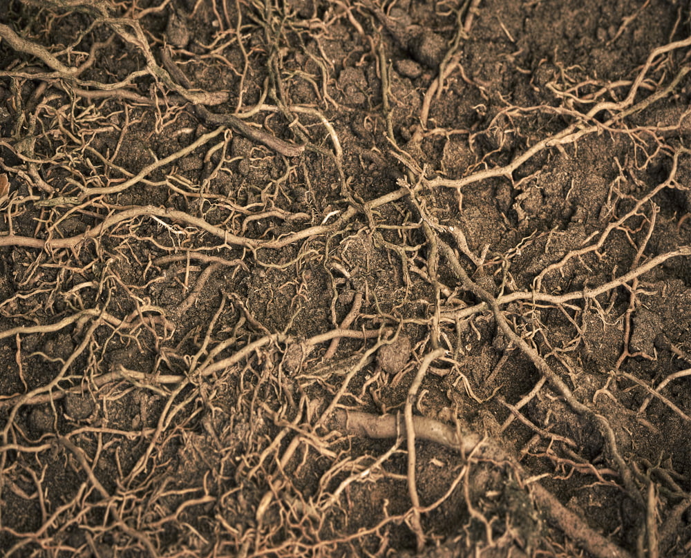 8 Ways to Prevent Invasive Roots in Raised Garden Beds Organize With