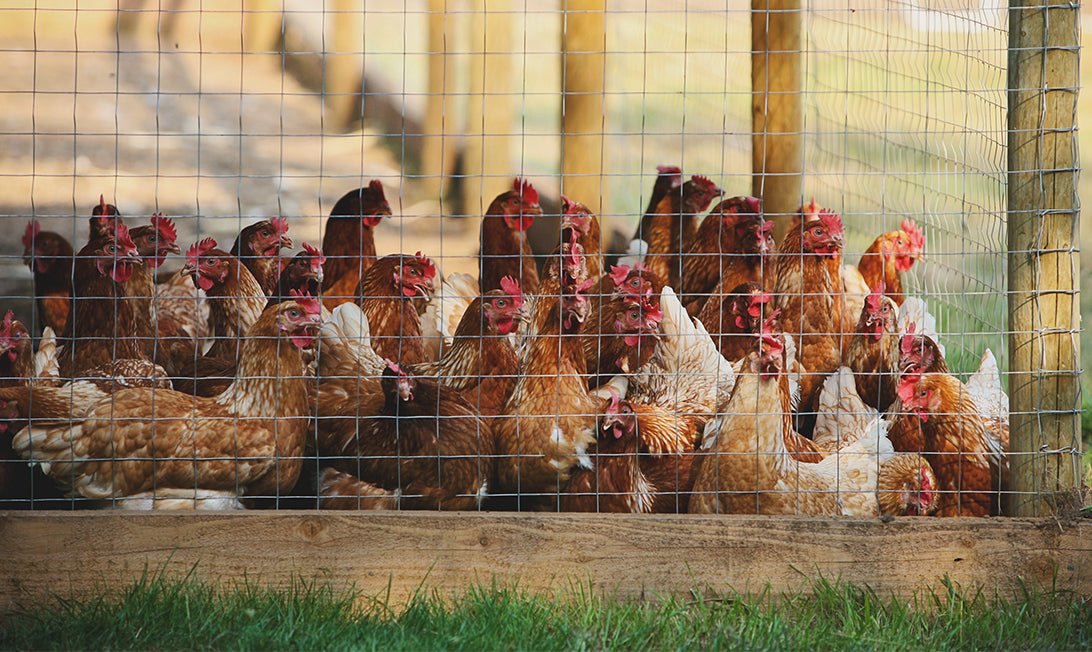 How Do You Control Chicken Poop in a Coop? Organize With Sandy