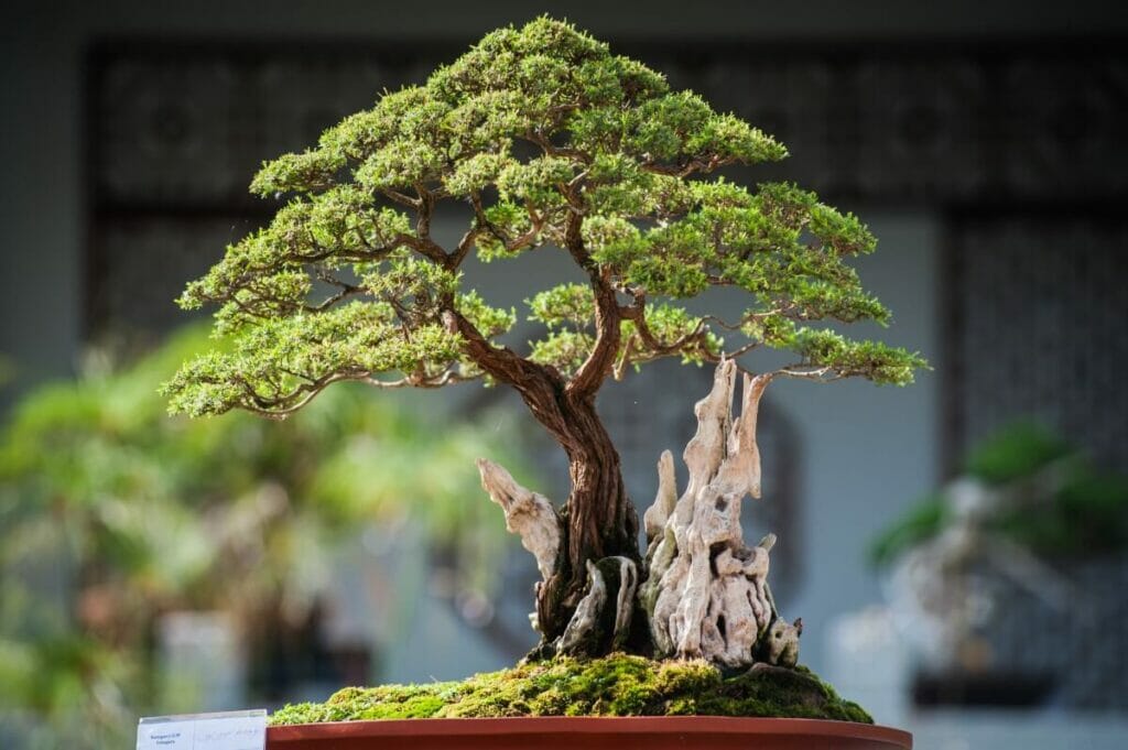What Do Bonsai Trees Represent? Organize With Sandy