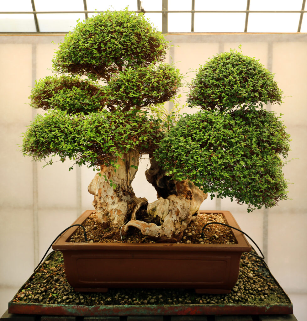 What Does a Bonsai Tree Symbolize? Organize With Sandy