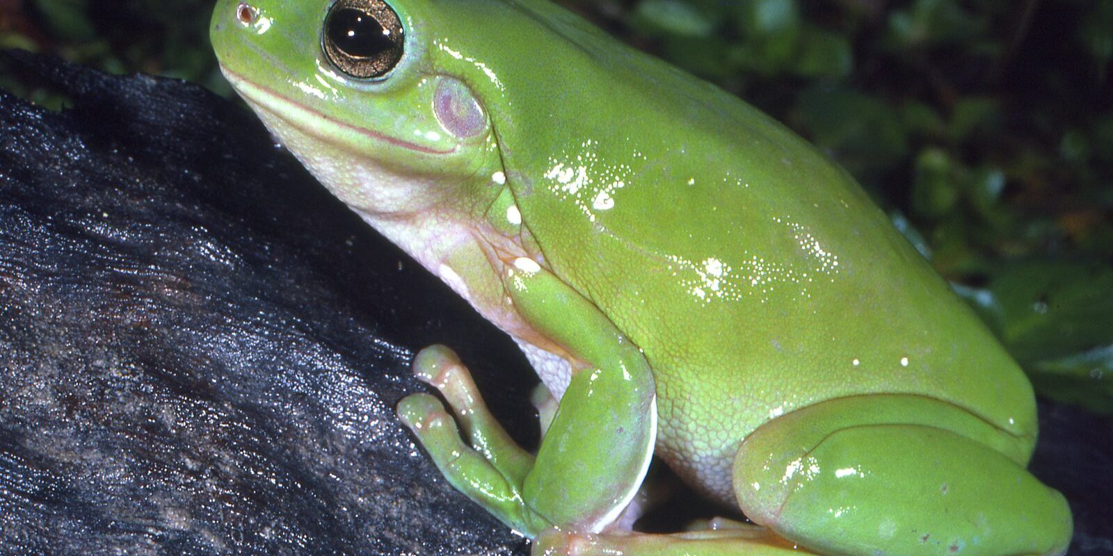 How Big Do Dumpy Tree Frogs Get Organize With Sandy