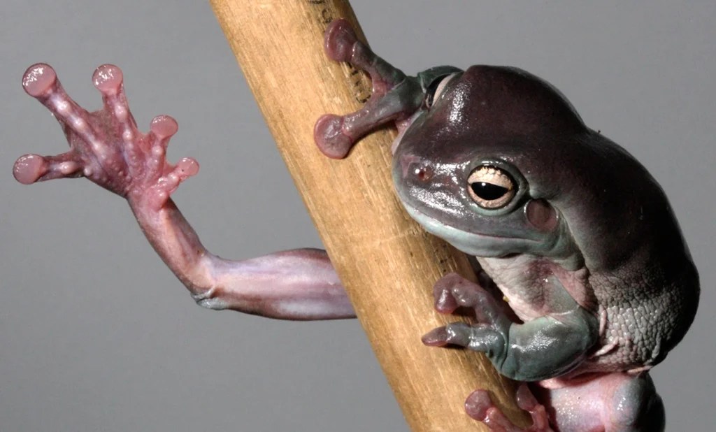 How Big Do Dumpy Tree Frogs Get Organize With Sandy