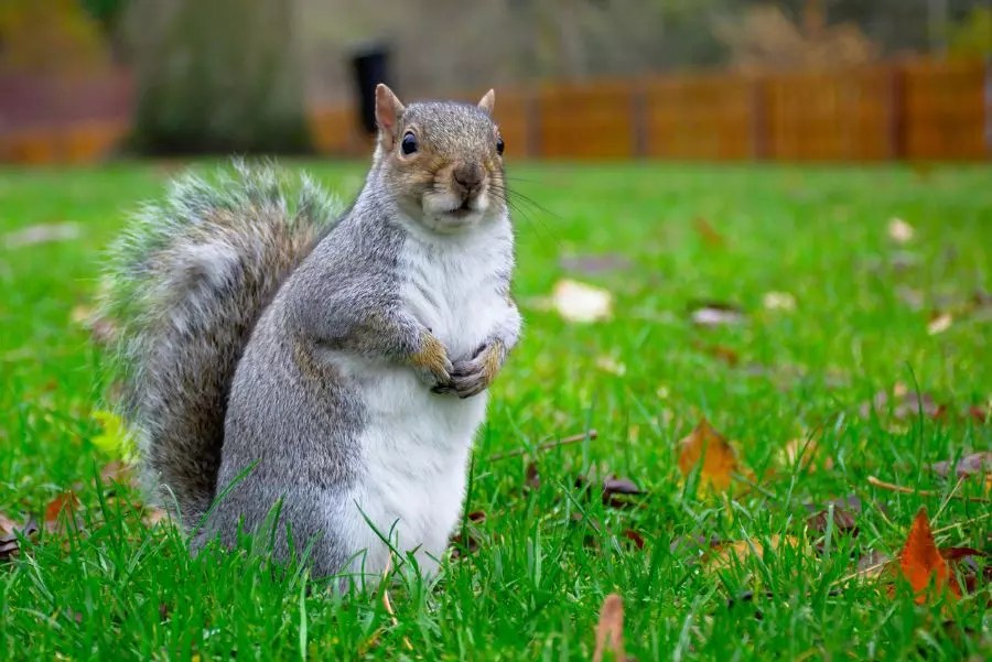 What Are the Benefits of Squirrels in Your Yard? Organize With Sandy