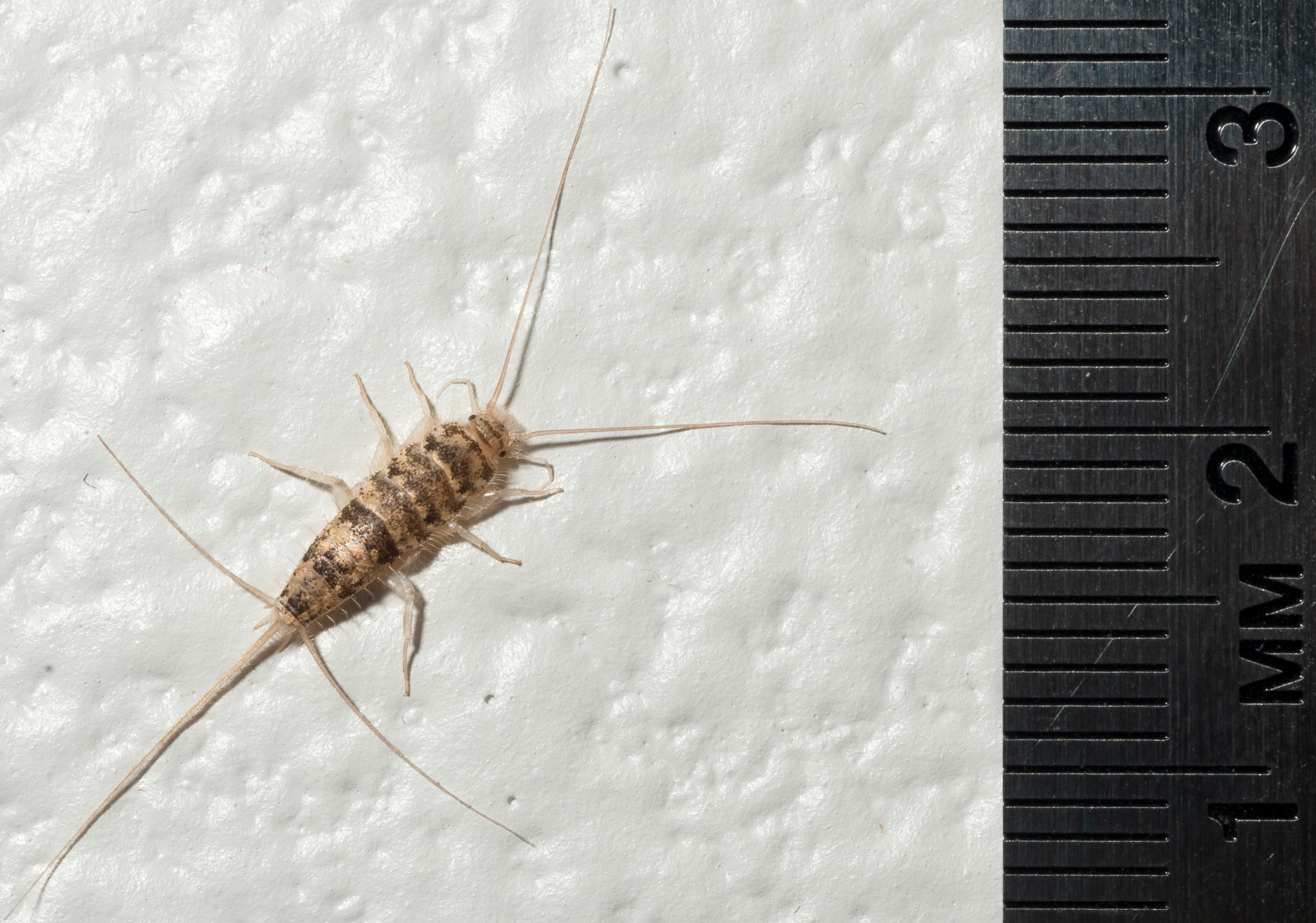 How to Get Rid of Firebrat Bugs Infestation Control