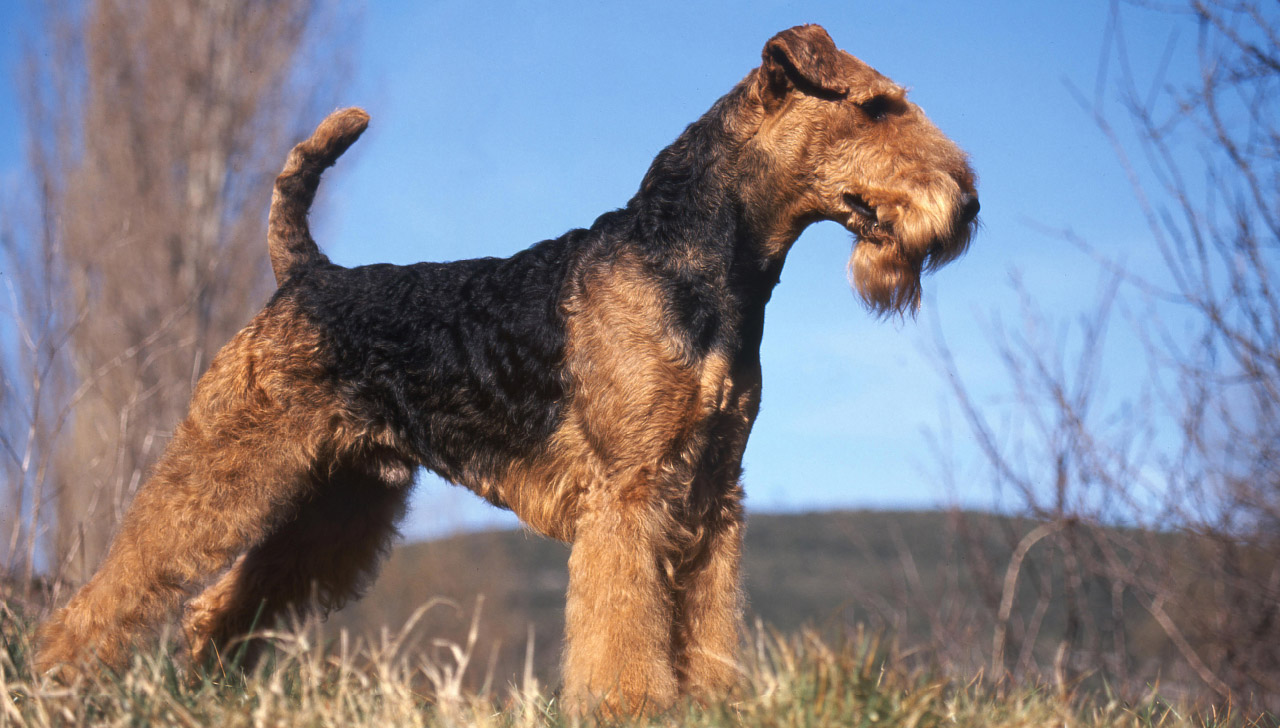 Are Airedale Terriers Good Guard Dogs