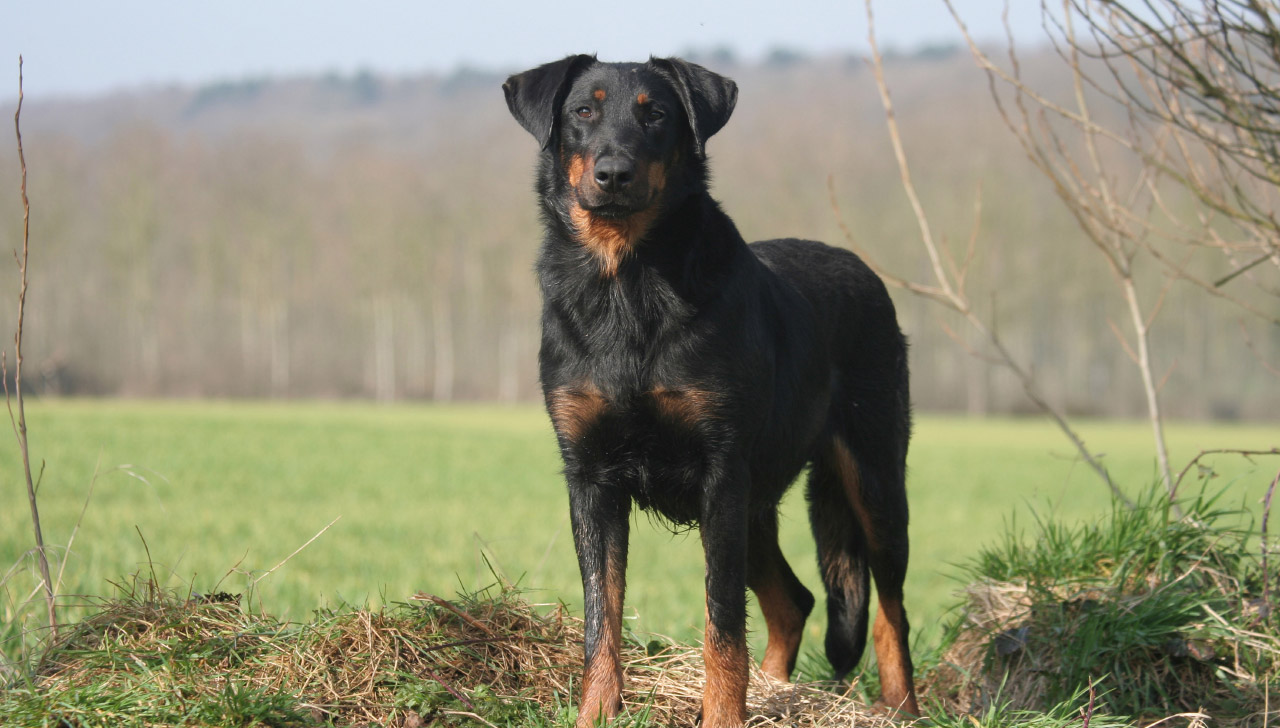 Beauceron All About Dogs