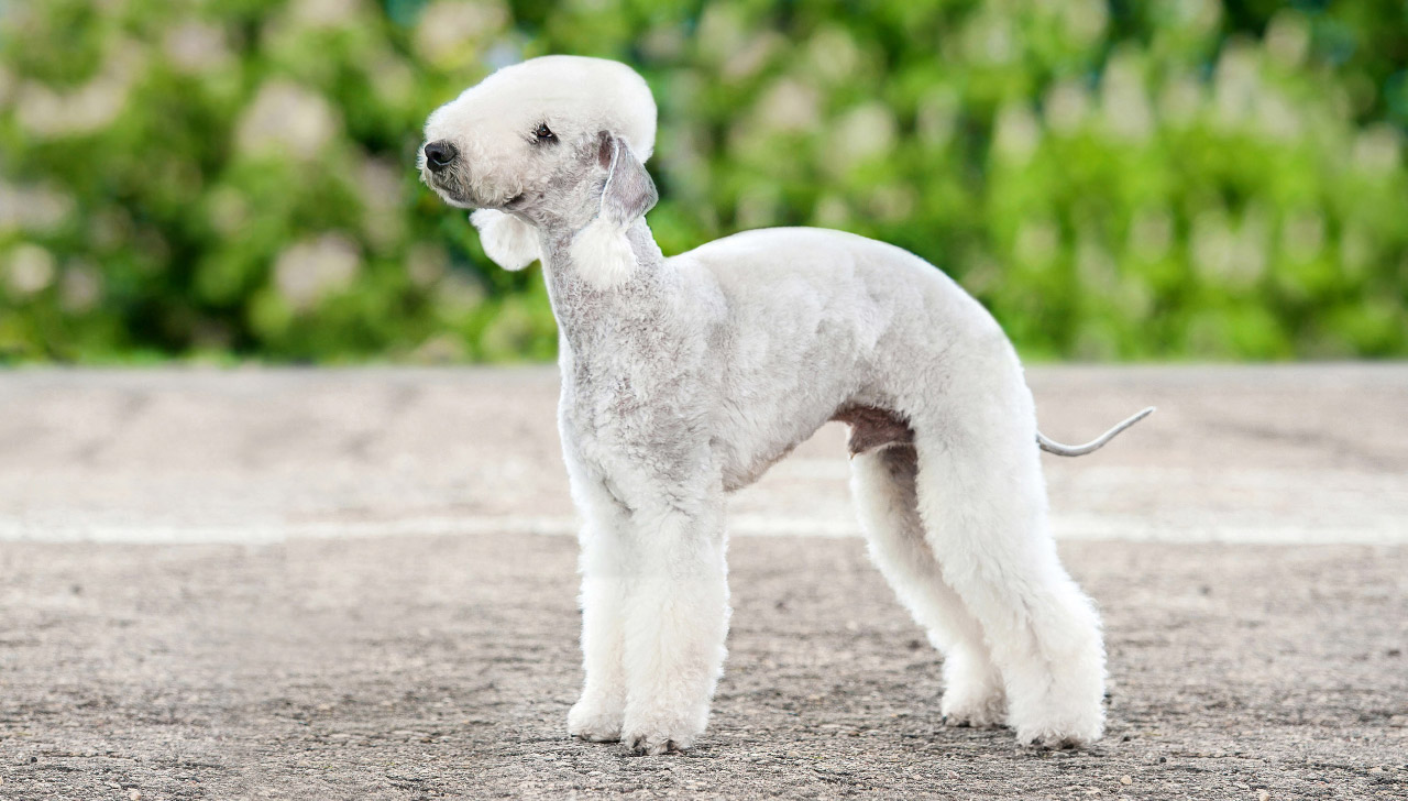 Bedlington Terrier All About Dogs