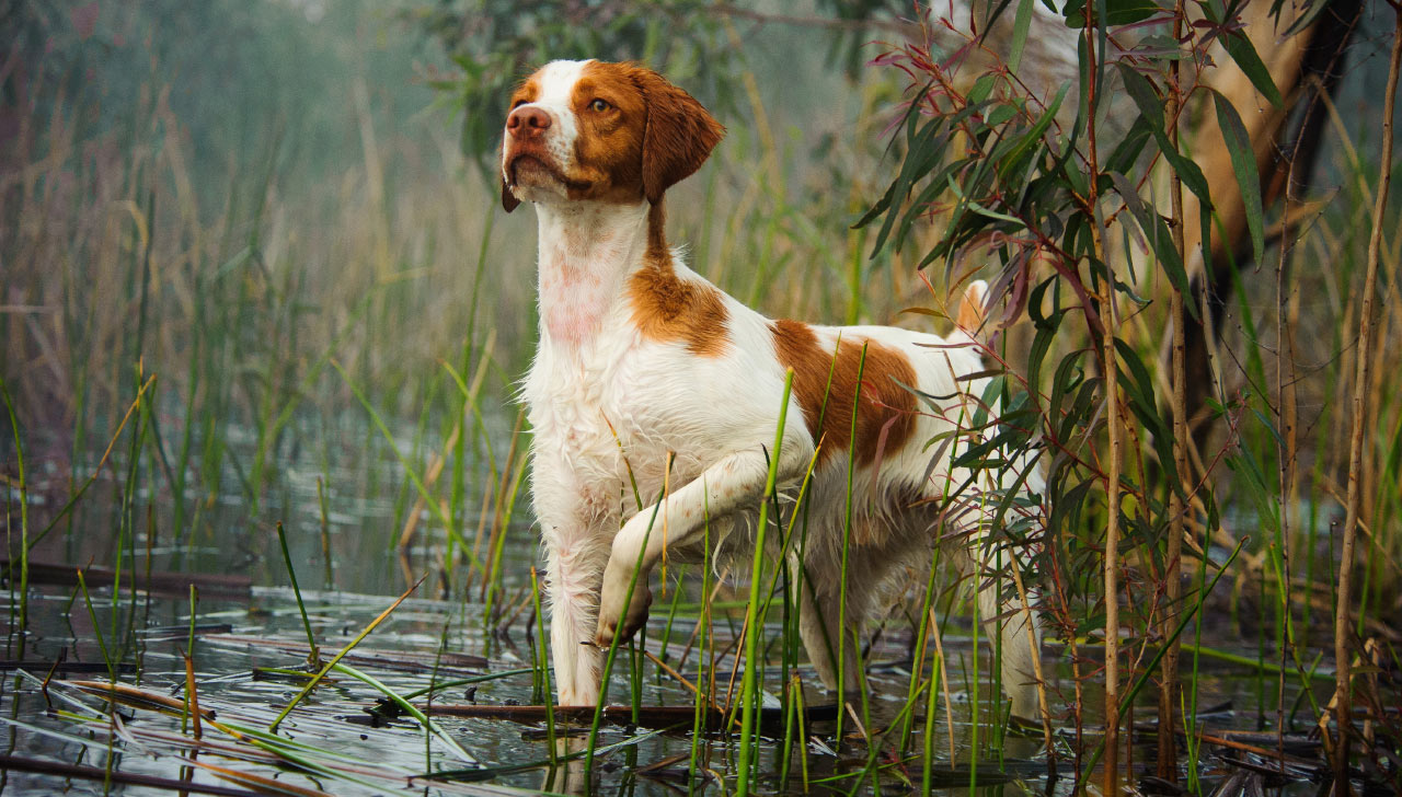 Brittany All About Dogs