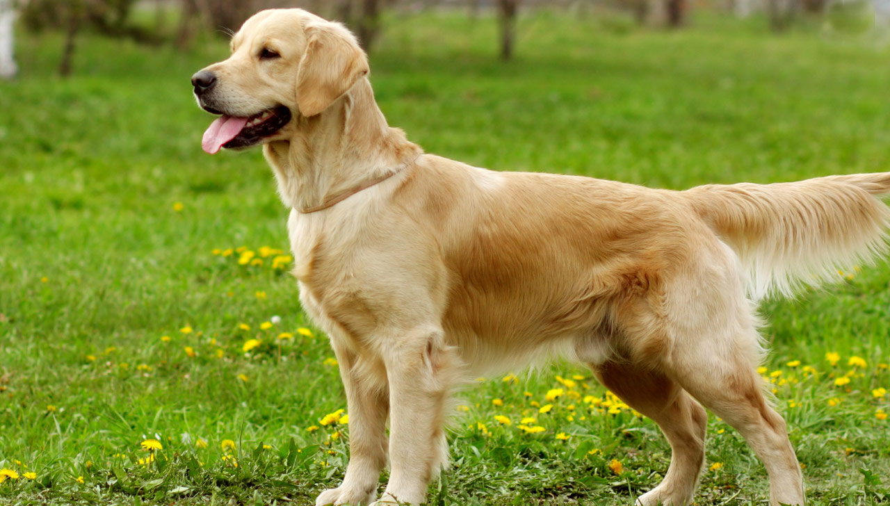 Soft Coated Golden Retriever